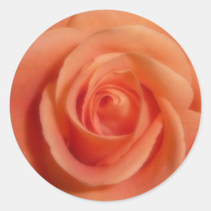 Adesivo Redondo Rosa laranja