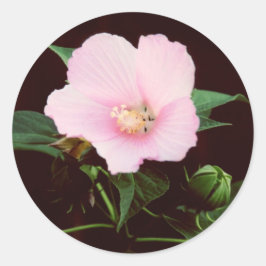 Adesivo Redondo Rosa Mallow Stickers