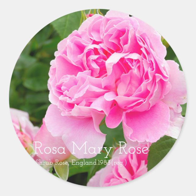 Adesivo Redondo Rosa Mary Rose [Round Seal] (Frente)