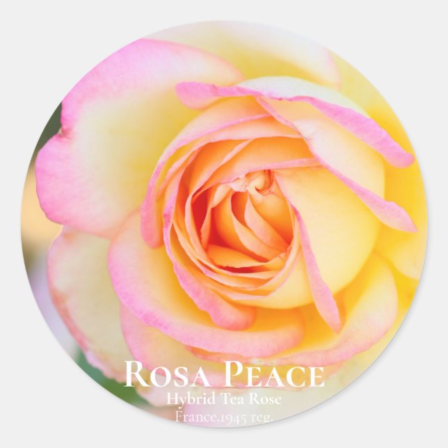 Adesivo Redondo Rosa Peace [Round Seal] (Frente)