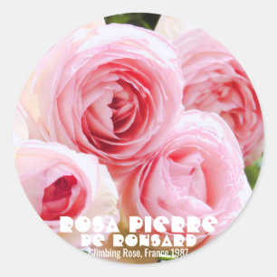Adesivo Redondo Rosa Pierre de Ronsard ラ ウ ン ド vos