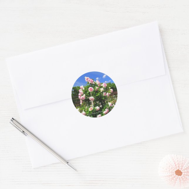 Adesivo Redondo Rosa Pierre de Ronsard：Seal (Envelope)