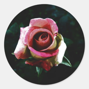 Adesivo Redondo Rosa Pintada a Óleo