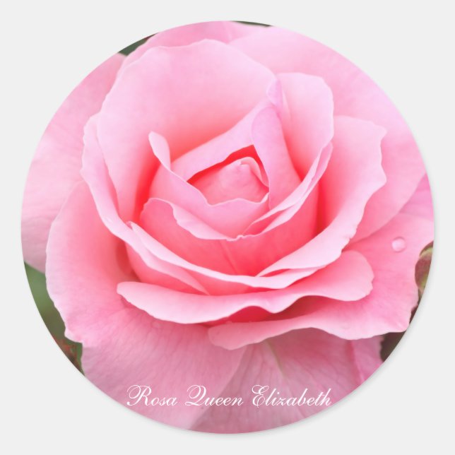 Adesivo Redondo Rosa Queen Elizabeth [Round Seal] ラウンドシール (Frente)