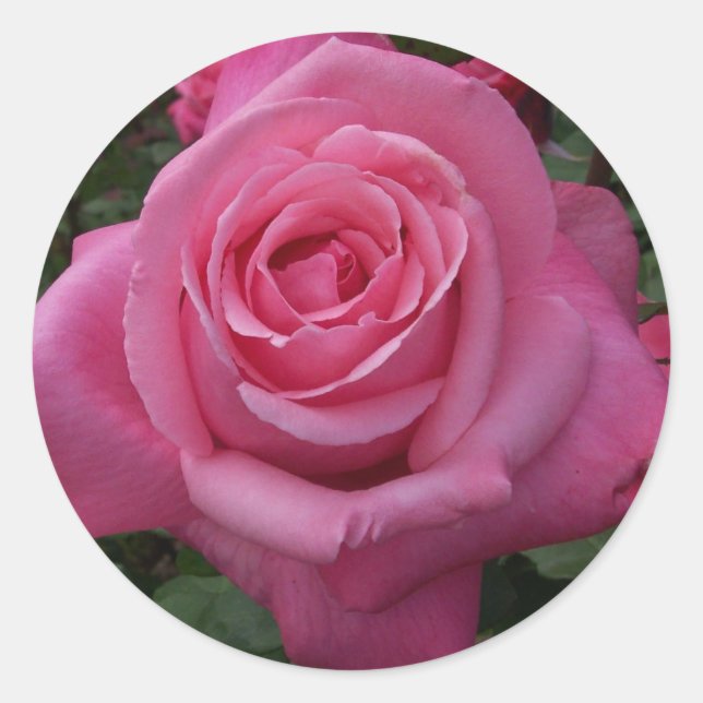 Adesivo Redondo Rosa Rosa (Frente)
