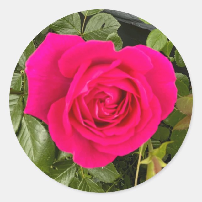 Adesivo Redondo Rosa Rosa#4 (Frente)