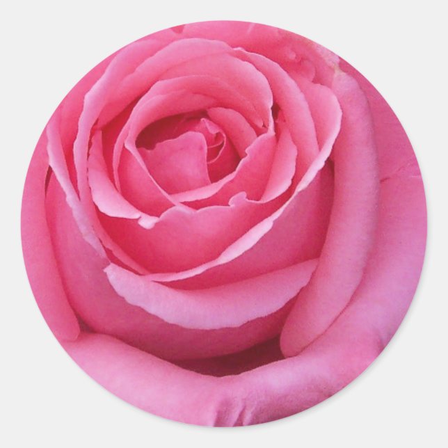 Adesivo Redondo Rosa Rosa Close-Up (Frente)