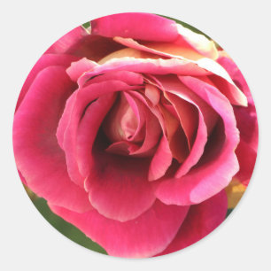 Adesivo Redondo Rosa rosa num jardim