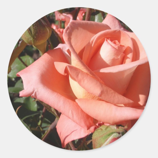 Adesivo Redondo Rosa Rosa Peachada (Frente)