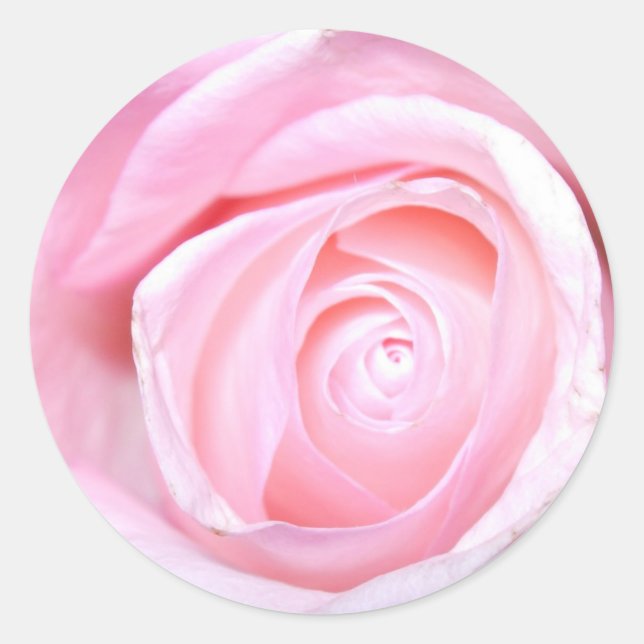 Adesivo Redondo Rosa Rosa Rosa (Frente)