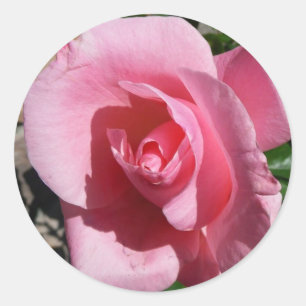 Adesivo Redondo Rosa Rosa Rosa