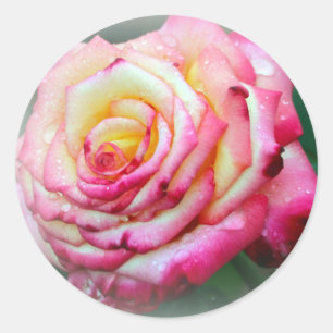 Adesivo Redondo Rosa rosa-rosa e amarela