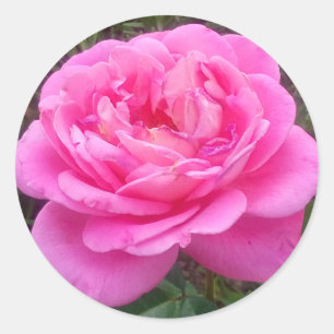 Adesivo Redondo Rosa rosa rosa "Leonardo Da Vinci"