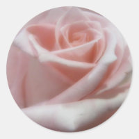 Rosa Rosa Rosa Pálida Maciça