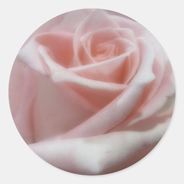 Adesivo Redondo Rosa Rosa Rosa Pálida Maciça (Frente)
