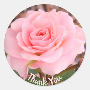Adesivo Redondo Rosa Rosa Rosa Rosa Flor