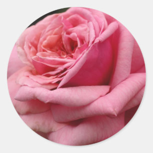 Adesivo Redondo Rosa Rosa Rosa Rosa I Bonito Fotografia Floral