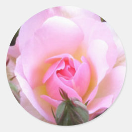 Adesivo Redondo Rosa Rosa Rosa Rosa Rosa Inglesa