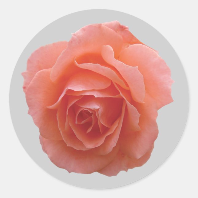 Adesivo Redondo Rosa Rosa Rosa Rosa Rosa para Você (Frente)