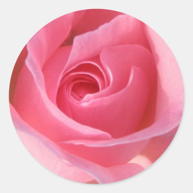 Adesivo Redondo Rosa Rosa Rosa solteiro (Frente)