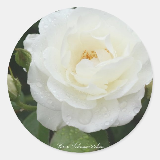 Adesivo Redondo Rosa Schneewittchen (Frente)