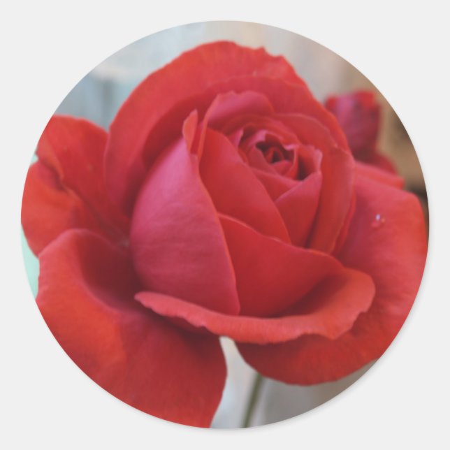 Adesivo Redondo Rosa vermelha (Frente)