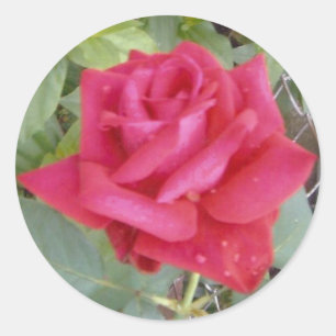 Adesivo Redondo Rosa vermelha