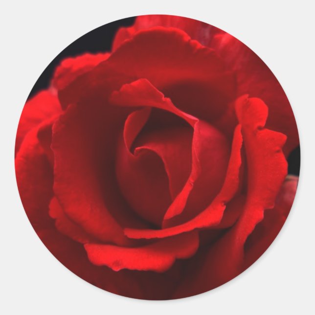 Adesivo Redondo Rosa vermelha (Frente)