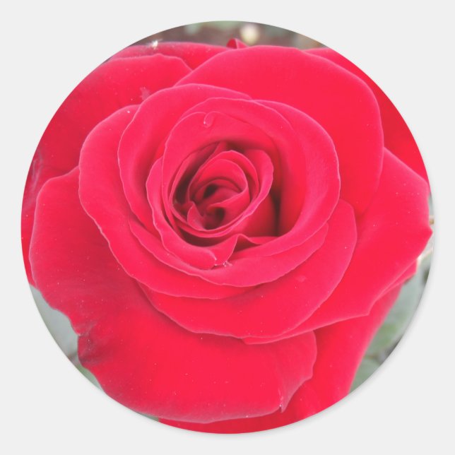 Adesivo Redondo Rosa vermelha (Frente)