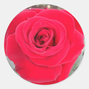 Adesivo Redondo Rosa vermelha