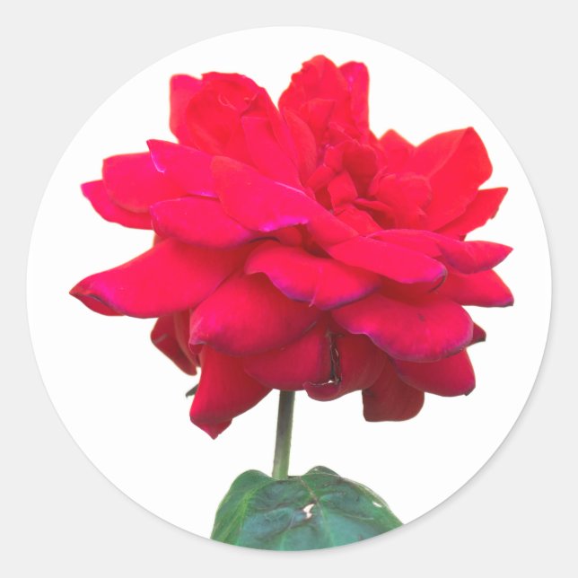 Adesivo Redondo Rosa vermelha (Frente)