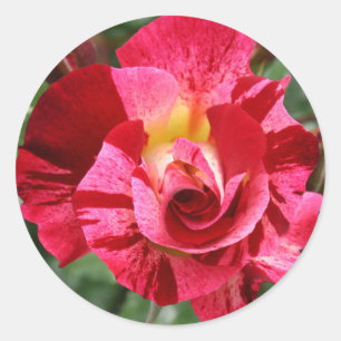 Adesivo Redondo Rosa Vermelha e Rosa Rosa Rosa