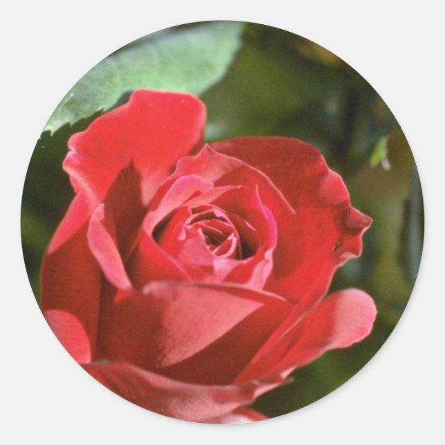 Adesivo Redondo Rosa vermelha, parcialmente flores abertas (Frente)