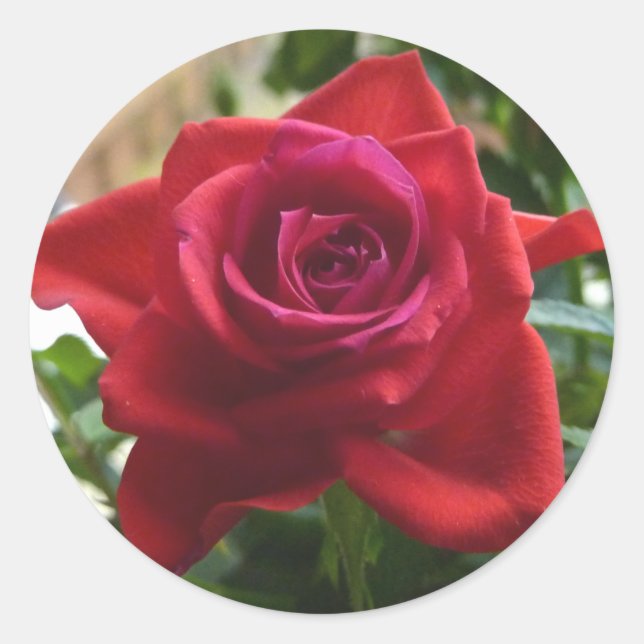 Adesivo Redondo rosa vermelha pequena (Frente)