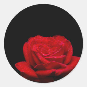 Adesivo Redondo Rosa vermelha vermelha