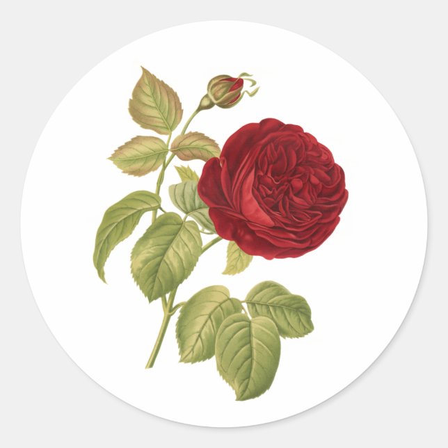 Adesivo Redondo Rosa vermelha vitoriana do PixDezine (Frente)