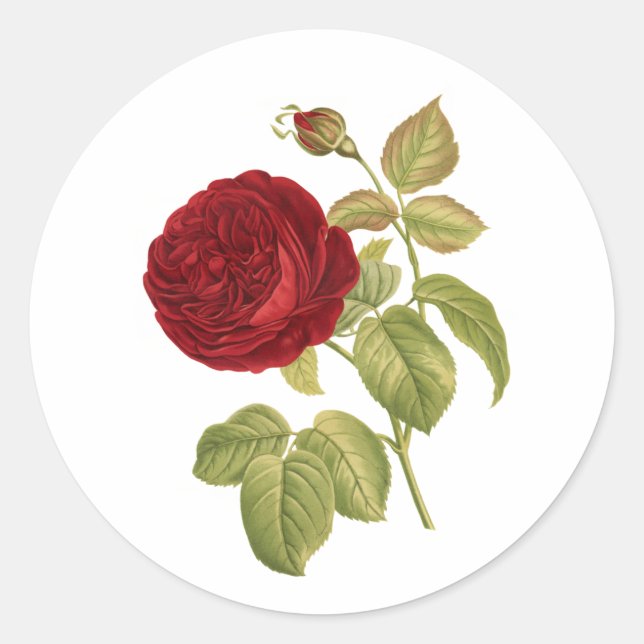 Adesivo Redondo Rosa vermelha vitoriana/redoute do PixDezine