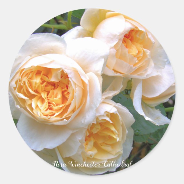 Adesivo Redondo Rosa Winchester Cathedral ラウンドシール (Frente)