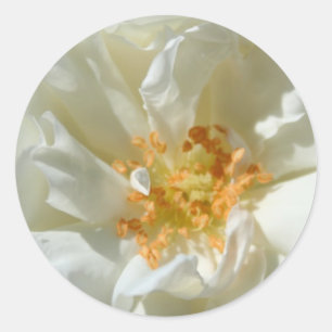 Adesivo Redondo Rosas brancas e solares - Pentes