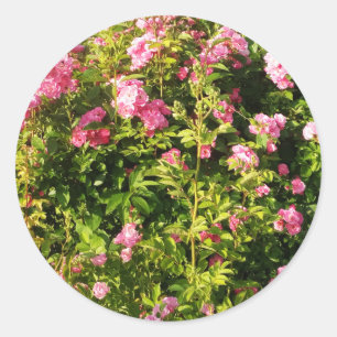 Adesivo Redondo Rosas rosa na floração