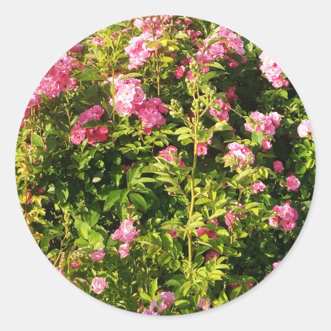 Adesivo Redondo Rosas rosa na floração (Frente)