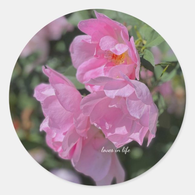 Adesivo Redondo Rosas Rosas claro adoráveis (Frente)