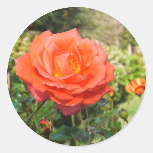 Adesivo Redondo Rosas vermelhas (Frente)