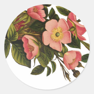 Adesivo Redondo Rosas Vintage Lindas Botânica Rosa
