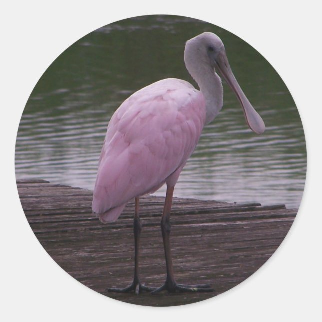 Adesivo Redondo Roseate Spoonbill (Frente)