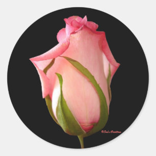 Adesivo Redondo Rosebud cor-de-rosa