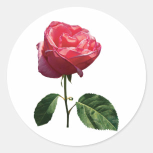 Adesivo Redondo Rosebud cor-de-rosa delicado