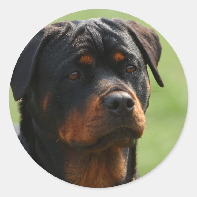 Adesivo Redondo Rottweiler (Frente)