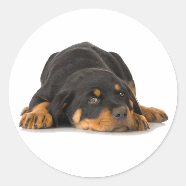 Adesivo Redondo Rottweiler (Frente)