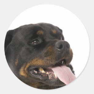 Adesivo Redondo rottweiler grande